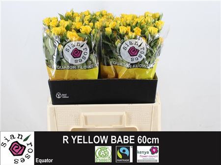 Rose Spray Yellow Babe 50cm