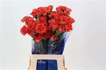 Carnation Single Crazy Horse 70cm