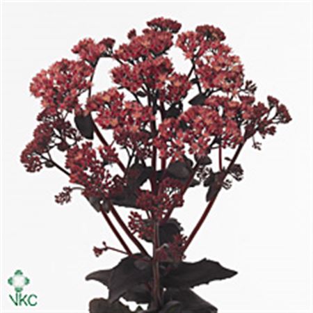 Sedum Purple Emperor 55cm