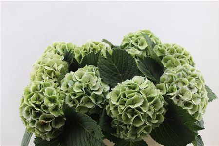 Hydrangea M Lolly Pop Groen Cl 80-17cm