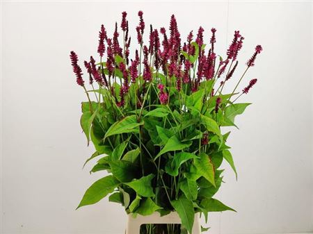 Persicaria Firedance 80cm