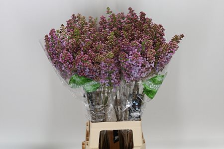 Syringa V Lavaliensis 2+ 50cm