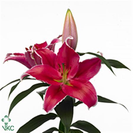 Lily Oriental Indiana 1+ 65cm