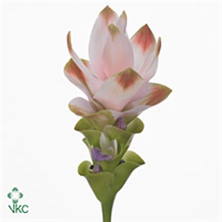 Curcuma Siam Silk 65cm