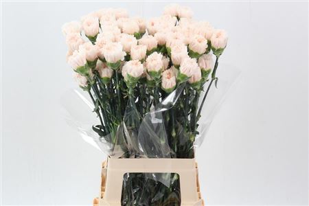 Carnation Single Signorelli 70cm