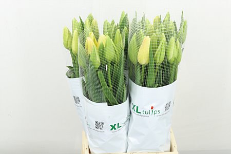 Tulip Camargue 55cm