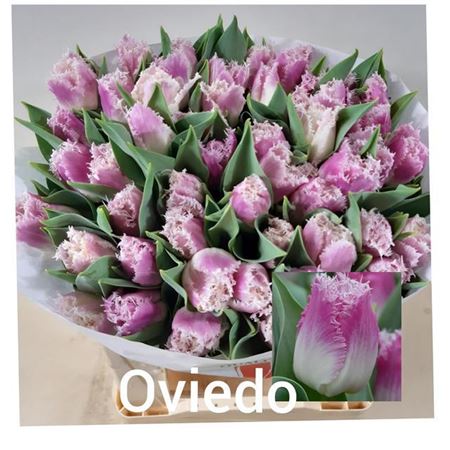 Tulip French Oviedo 38cm