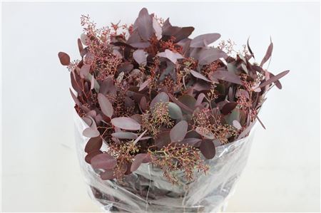 Eucalyptus Populus Flowers Red Abs 300gr