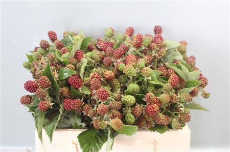 Rubus 30 Cm 30cm