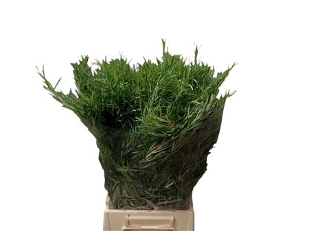 Rosemary 300gr