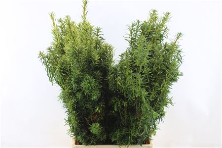 Con. Taxus Baccata 75cm