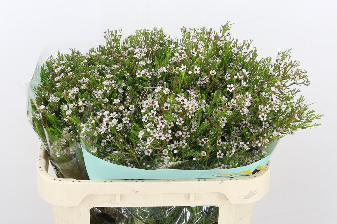 Chamelaucium (Waxflower) Snow Flake 55cm