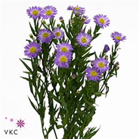 Aster Purple Monarch 60cm