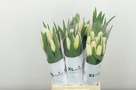 Tulip French  Cheerleader 50cm