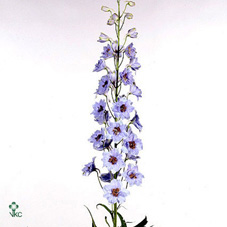 Delphinium Elatum Dewi Blue Star 120cm