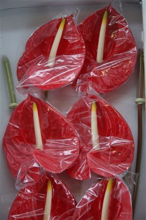 Anthurium A Overig Rood