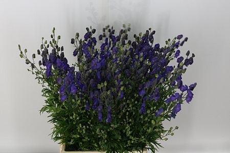 Aconitum Napellus 80cm