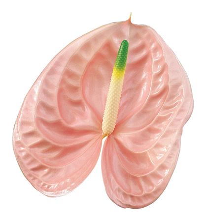 Anthurium A Overig Roze