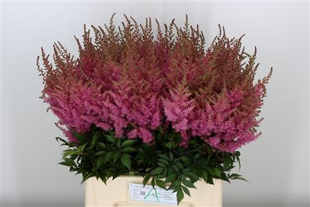 Astilbe Ar Gloria Purp 60cm