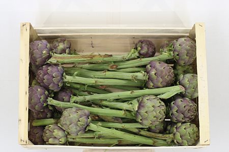 Cynara Scolymus 25cm