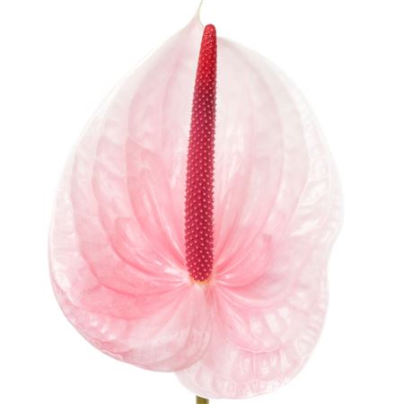 Anthurium Lunette X12 12cm