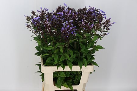 Phlox Blue Boy 60cm