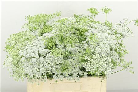 Ammi Majus 65cm