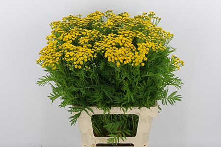 Tanacetum Vulgare 70cm