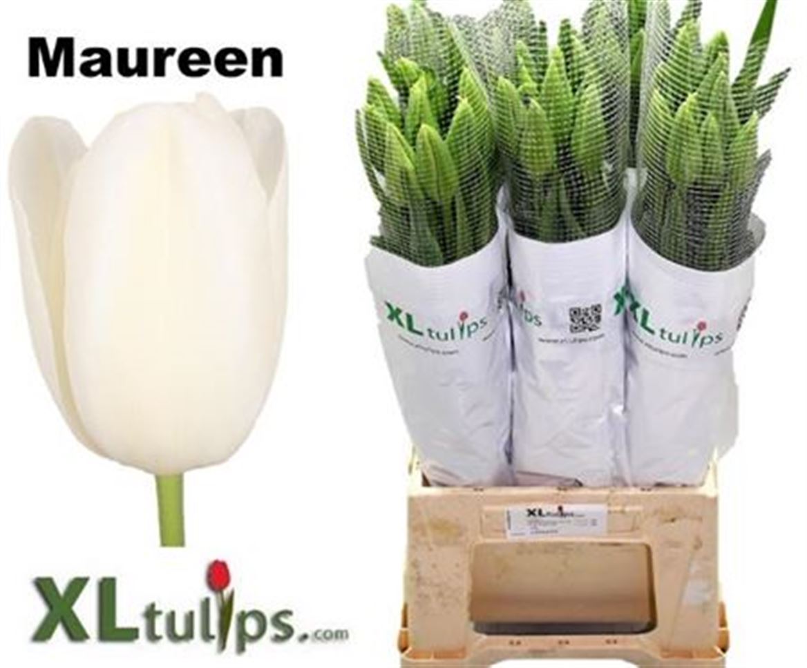 Tulip French  Maure 70cm