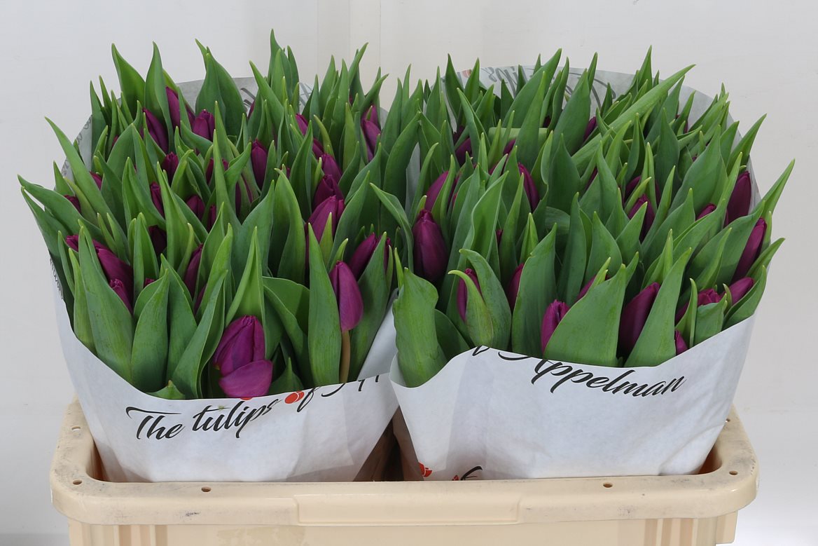 Tulip Purple Prince 36cm