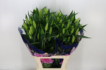 Lily Oriental Mero Star 5+ 95cm