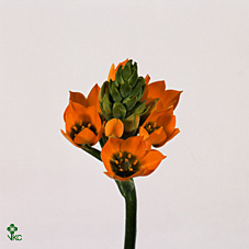 Ornithogalum Dubium Orange 35cm