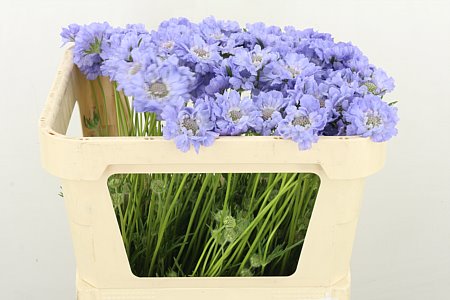 Scabious C Clive Greaves 60cm