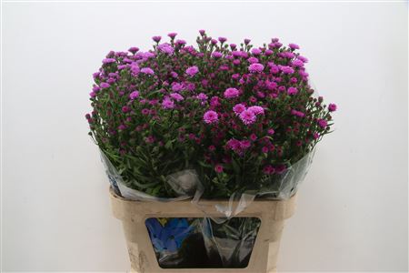 Aster Astee Karmijn 70cm