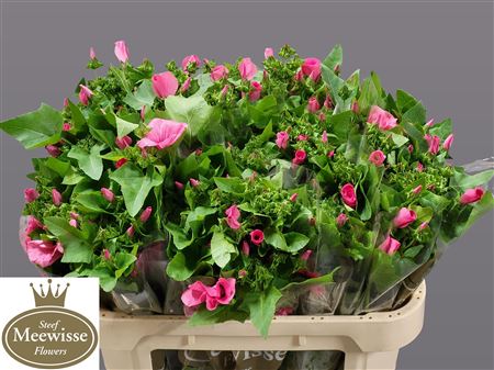 Lavatera Pink Lady 70cm