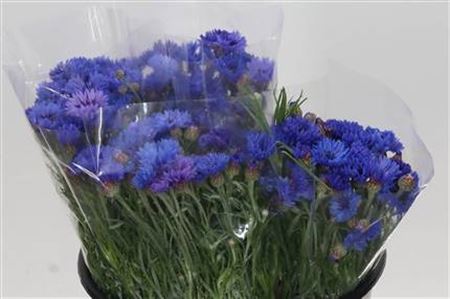 Centaurea Blue 45cm