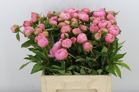 Peony Catharina Fontijn 60cm