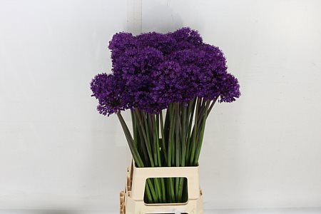 Allium Purple Sens 80cm