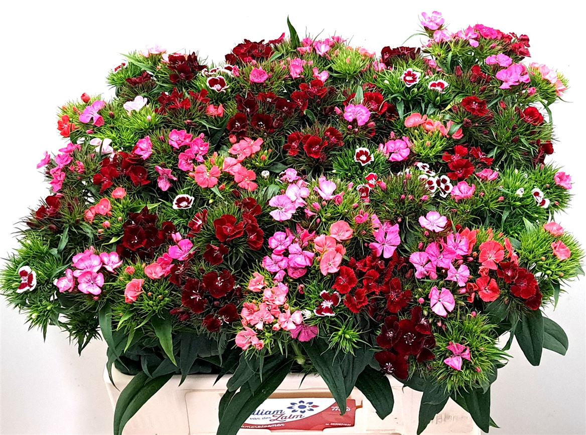 Sweet William Barbarel Gem 60cm