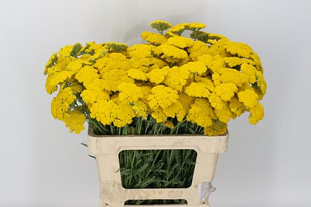 Achillea Coronation Gold 60cm