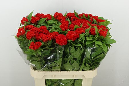 Celosia Cristata No 9 80cm