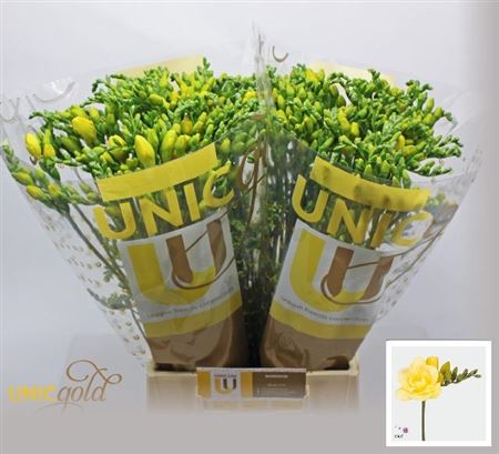 Freesia Dble Grace 52cm