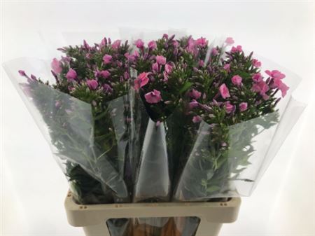 Phlox Windsor 65cm