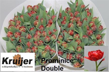 Tulip Double Prominence Dou 38cm