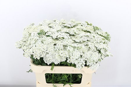 Achillea M White Beauty 65cm