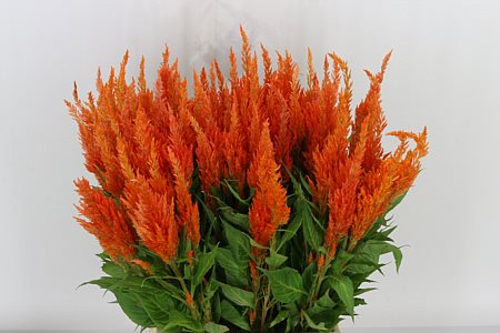 Celosia Plumosa Apricot Brandy 50cm