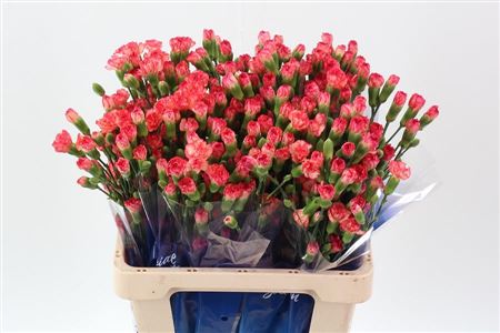 Carnation Spray Lina Select Hi 65cm