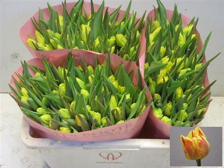 Tulip Double Monsella 35cm