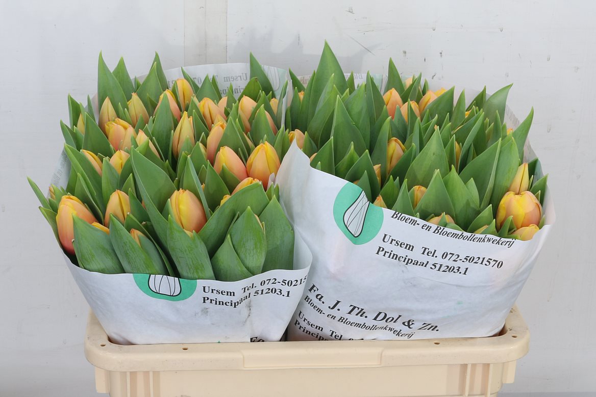 Tulip Marit 40cm