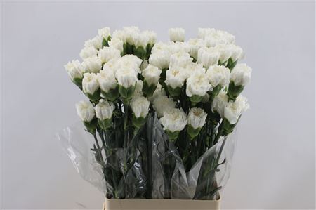 Carnation Single White Brisa 65cm